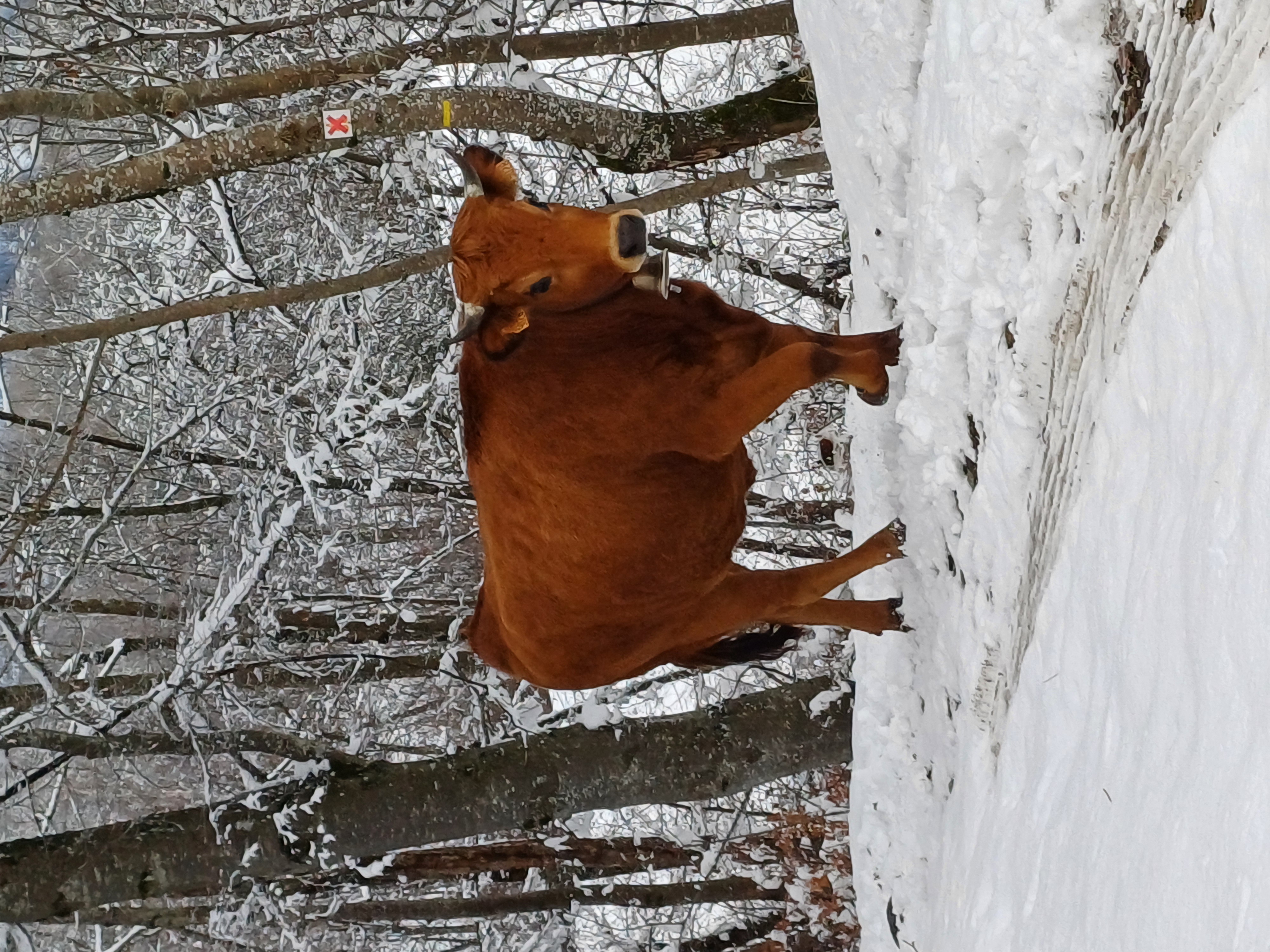 Troupeau GAEC Normand